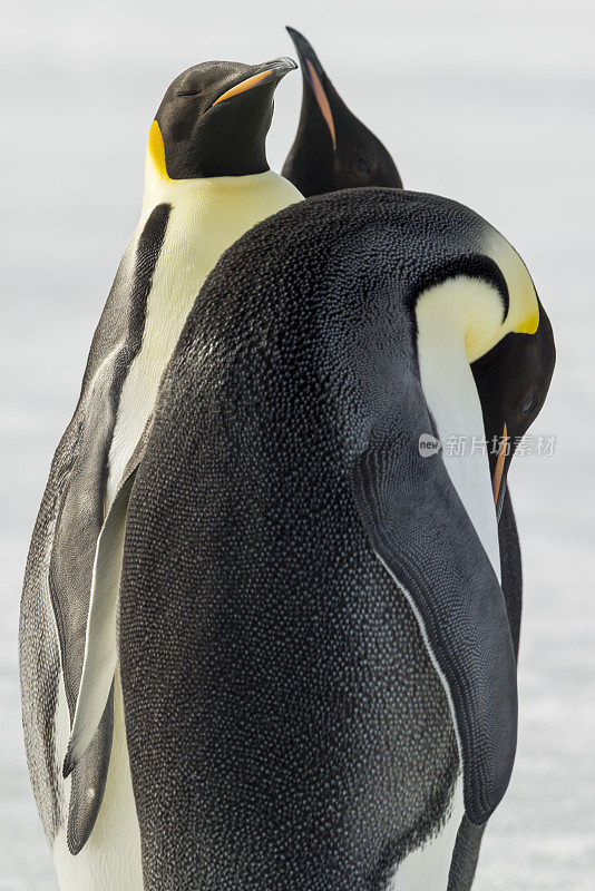 帝企鹅(Aptenodytes forsteri)，在南极半岛威德尔海的坚冰上。